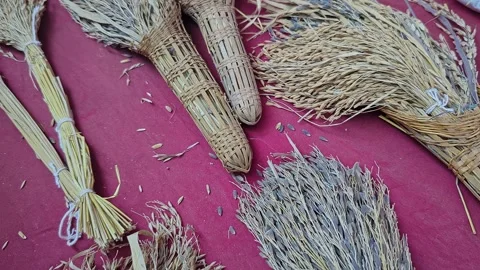Closeup view of dried paddy sheaves displayed at krishi mela showcasing tra.. Stock Footage 334553225