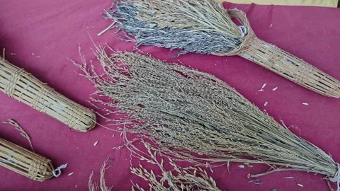 Closeup view of dried paddy sheaves displayed at krishi mela showcasing tra.. 스톡 동영상 334554175