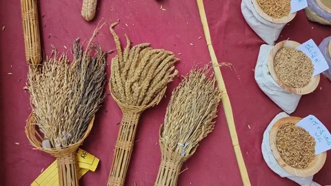 Closeup view of dried paddy sheaves displayed at krishi mela showcasing tra.. 스톡 동영상 334554184