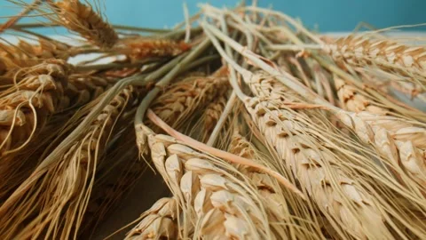 A closeup view of dried wheat stalks beautifully contrasted against a vibrant Stock Footage 295379342