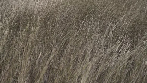 Closeup view of dry long grass blowing in a strong wind. Limited range of focus Stock Footage 290807126