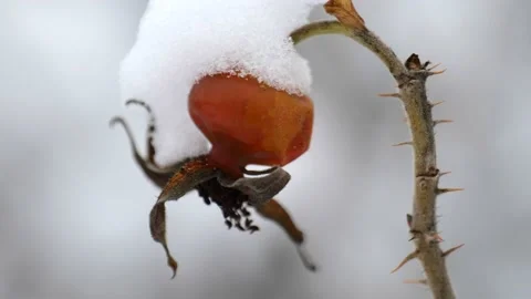 Closeup view of dry rose hip with snow Stock Footage 147414805