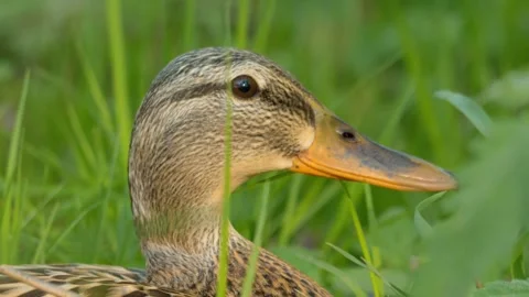 A closeup view of a duck showcasing its vibrant colors and intricate feather Stock Footage 307436372