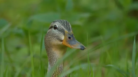 Closeup view of a Duck situated in its Natural Habitat surrounded by lush Green Stock Footage 313286002