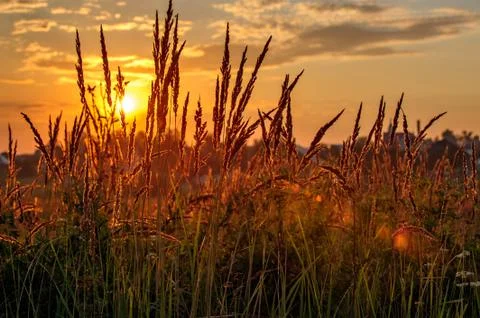 Closeup view of ears on sunset background Stock Photos