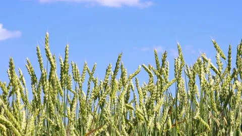 Closeup view of ears of wheat sway in the wind against blue sky. Stock Footage