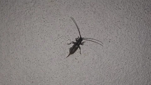 Closeup view of earwig bug on wall showing pincers and detailed insect textur Vídeos de archivo 334792156