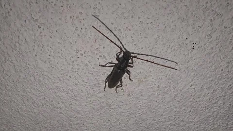 Closeup view of earwig bug on wall showing pincers and detailed insect textur 스톡 동영상 334792167