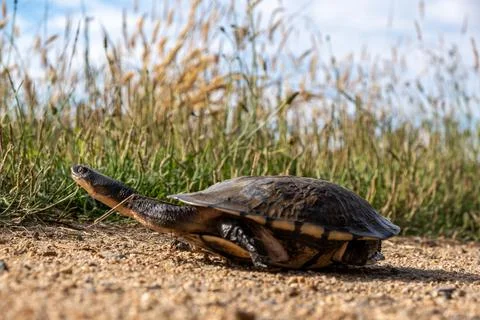 Closeup view of Eastern long-necked turtle in Australia Stock Photos