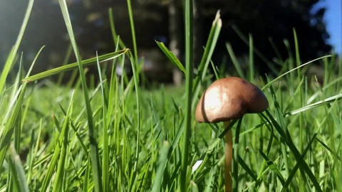 Closeup view of edible forest mushroom brown cap armillaria Stock Footage 130154792