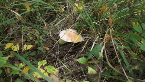 Closeup view of edible forest mushroom growing in autumn forest among grass. Video stock 145127634
