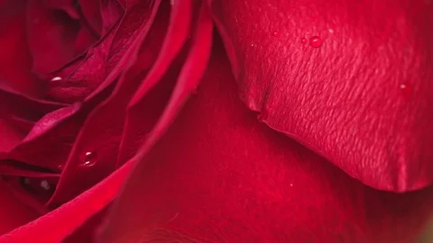 Closeup view of elegant and delicate petals of red rose flower blooming. Video stock 122129895