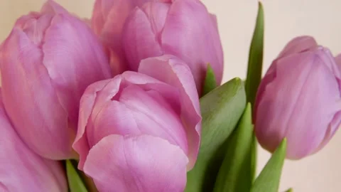 Closeup view of elegant pink tulips rotating on grey background. Stock Footage 165684472