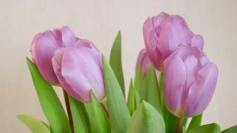 Closeup view of elegant pink tulips rotating on grey background. Stock Footage 165684491