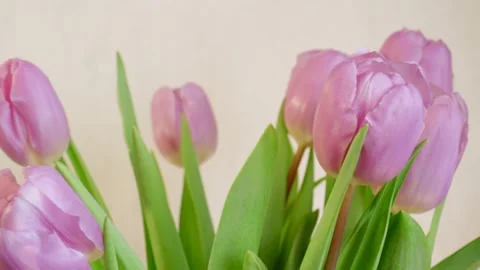 Closeup view of elegant pink tulips rotating on grey background. Stock Footage 165684626
