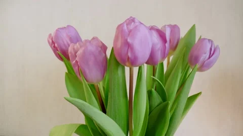 Closeup view of elegant pink tulips rotating on grey background. Stock Footage 165684750