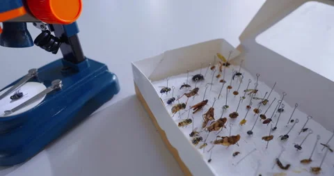 Closeup View Of Entomological Collection In Scientific Lab, Box With Dried Stock Footage 279951024