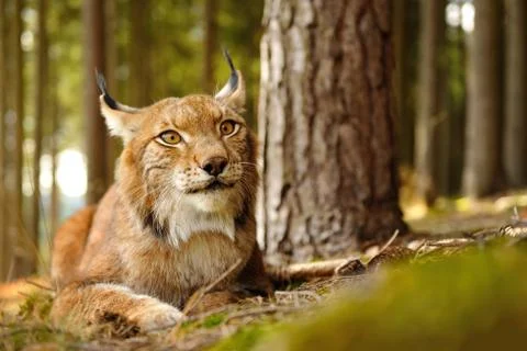 Closeup view to eurasian lynx next to the tree in forest Stockfoto's