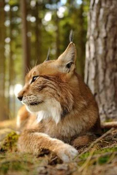 Closeup view to eurasian lynx next to the tree in forest Stock Photos