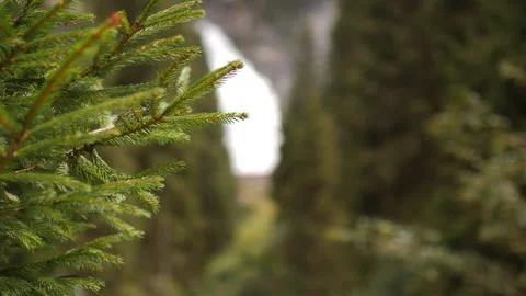 A closeup view of an Evergreen Pine branch captured beautifully in its natural Video stock 292800515