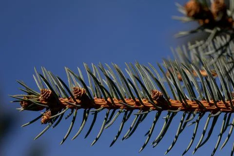 A CloseUp View of an Evergreen Pine Needle Branch Set Against a Celestial Blue Foto stock