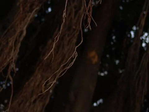 Closeup view of exotic tree long bare branches in brown with selective focus 写真素材