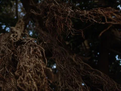 Closeup view of exotic tree long bare branches in brown with selective focus 写真素材