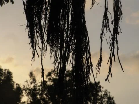 Closeup view of exotic tree long bare branches silhouette in brown with selec 写真素材