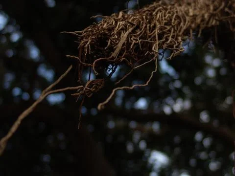 Closeup view of exotic tree long bare branches in brown with selective focus 写真素材