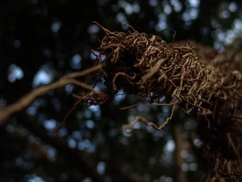 Closeup view of exotic tree long bare branches in brown with selective focus 写真素材