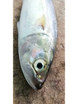 Closeup view of an eye of a fish Foto stock