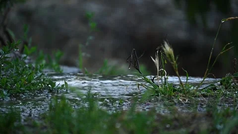 Closeup view of falling rain against nature background Stock-Footage 245936670