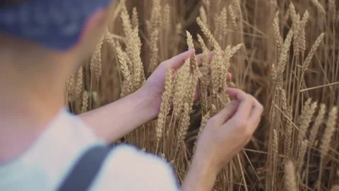 Closeup view of a farmer examining his golden wheat. Stock Footage 136878313