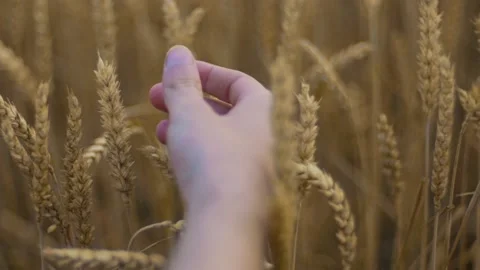 Closeup view of a farmer examining his grown wheat. Stock Footage 136878504