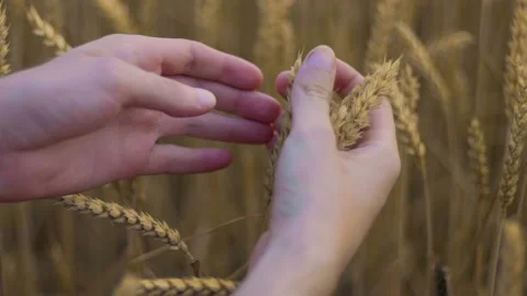 Closeup view of a farmer examining his wheat. Stock Footage 136878605