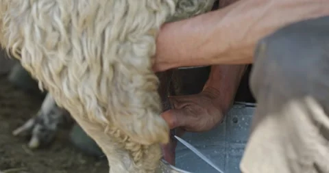 Closeup-view-of-a-farmer-manually-milking-a-sheep-2024-05-09-22-08-15-utc Stock Footage 278835057