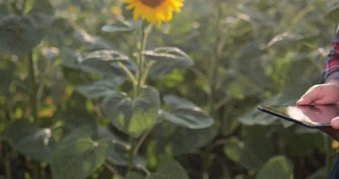 Closeup view of a farmer's hands typing on his tablet, in the middle of a sun Stock Footage 136881684