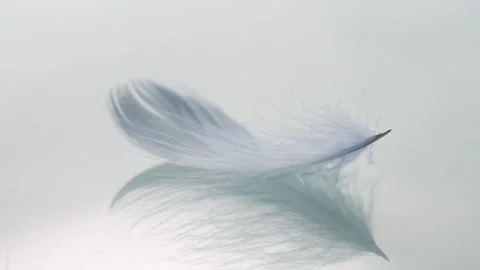 Closeup view of feather swaying in wind and flying away Stock Footage 300763370