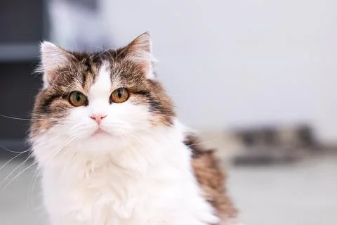 A closeup view featuring a brown and white cat gazing directly at the camera Stock Photos
