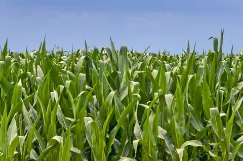 Closeup View Of Feed Corn Stock Photos