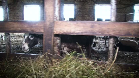 Closeup view of a fenced sheeps in the barn. Stock Footage 135395448