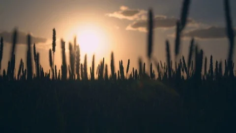 Closeup view on the field with young plant Stock Footage