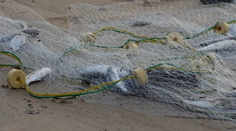 Closeup view of fishing net with a bit fish. 스톡 동영상 59775140