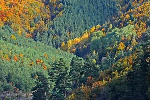 Closeup view of the forest Stock Photos