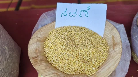 Closeup view of foxtail grain displayed at krishi mela showcasing fine grains Vídeos de archivo 334553941