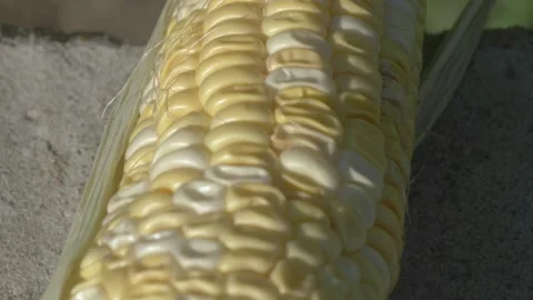 A CloseUp View of Fresh Corn on the Cob Showing Its Vibrant Yellow Color and Видео 282993021