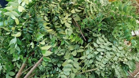 Closeup view of fresh curry leaves showing green texture and aromatic natur.. Stock Footage 337038221