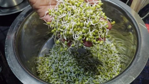 Closeup view of fresh mung bean sprouts showing white shoots and green beans Vidéo 337038454