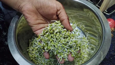 Closeup view of fresh mung bean sprouts showing white shoots and green beans Stock Footage 337038464