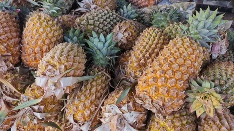 Closeup view of fresh pineapples piled together showing texture and tropica.. Stock Footage 334795687